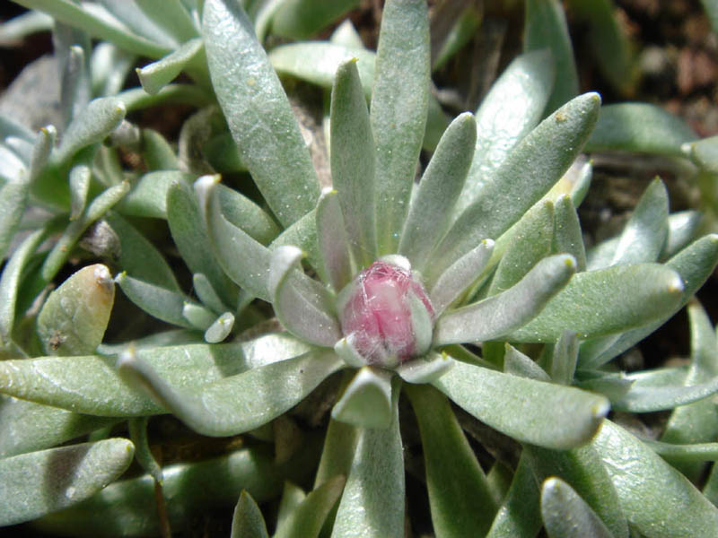 Helichrysum arwae photo